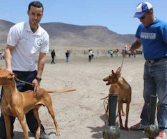 Abre el primer campo de adiestramiento permanente para perros de caza de Fuerteventura